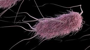 About Escherichia coli Infection | E. coli infection | CDC - electronic coils